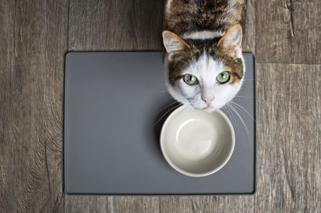 Hungry cat sitting in front of a emty food dish and looking up to the camera.