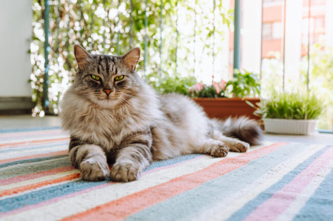 Predatory look of a cat, sly eyes, small domestic tiger