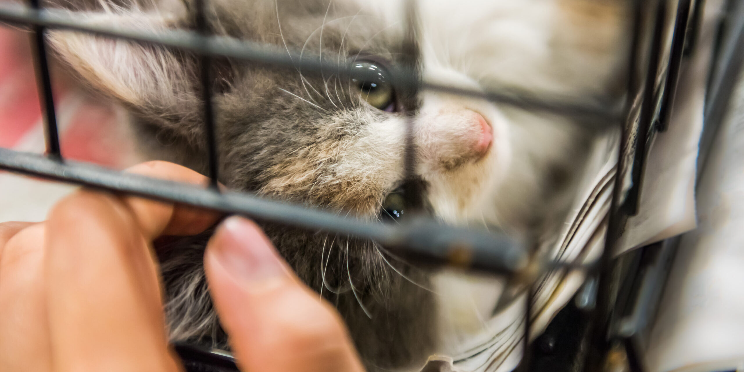 Portrait of one grey and white calico kitten playing in cage waiting for adoption