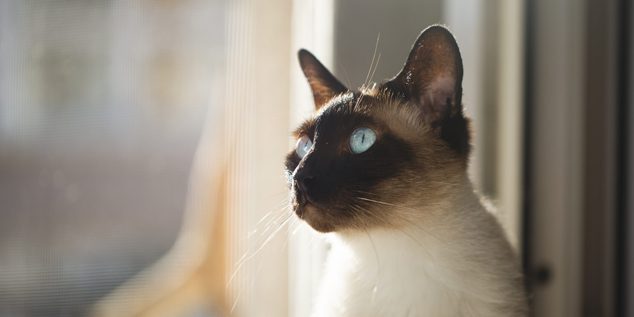 Siamese cat