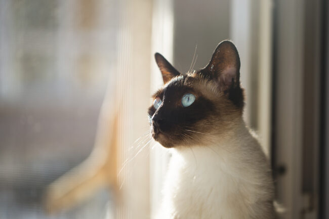 Siamese cat