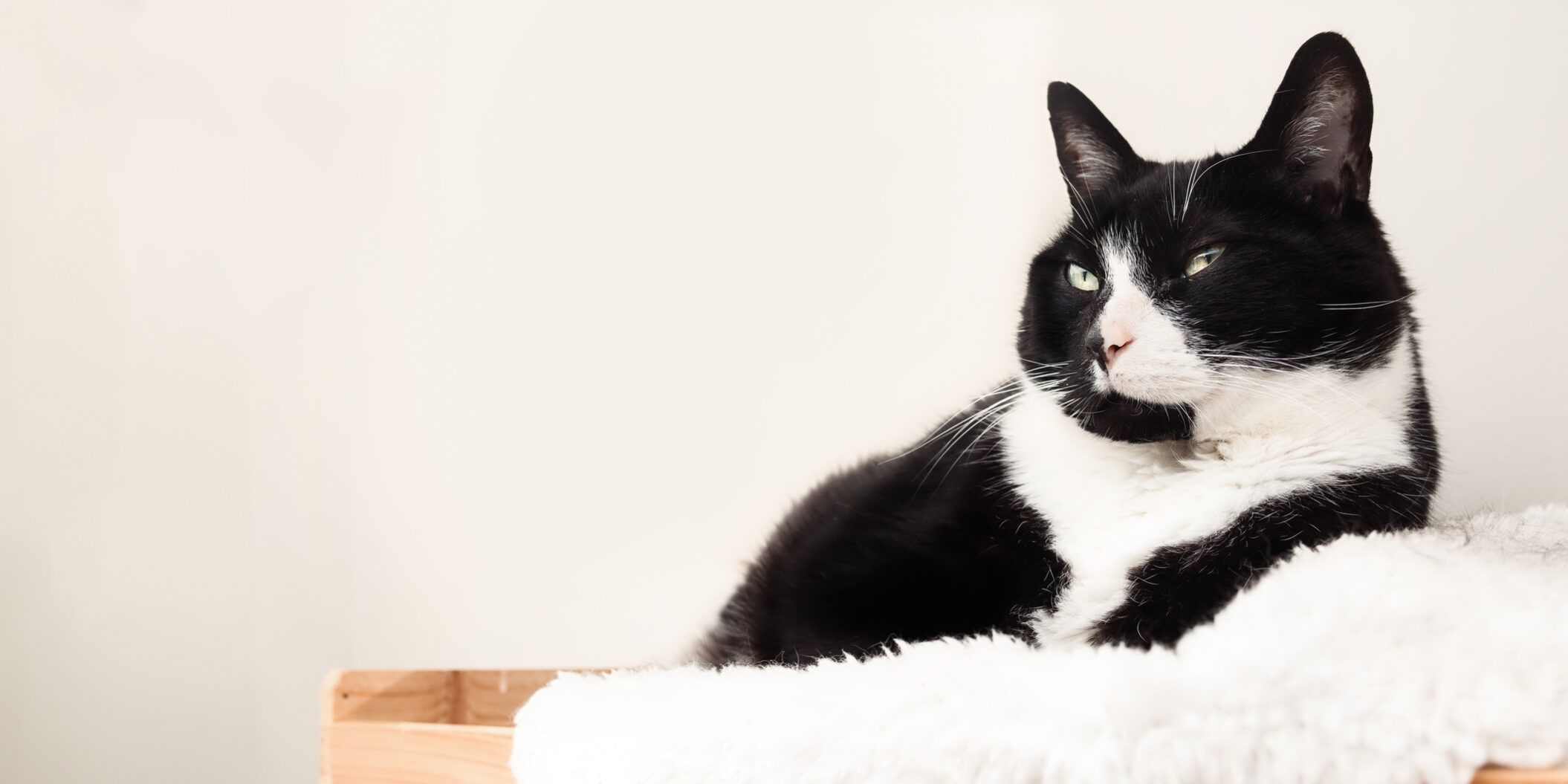 Relaxed cat on cat shelf or perch.