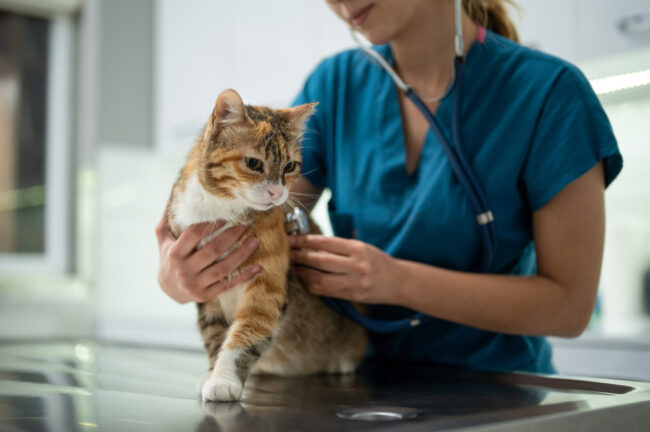 A young female vet examining a kitten