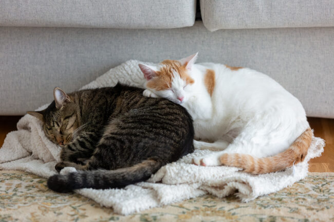 Two cute domesticated cats sleeping