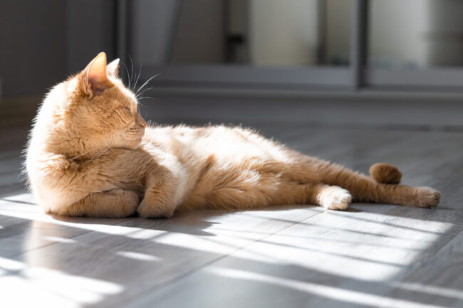 domestic cat basking in the sun lying on the floor.