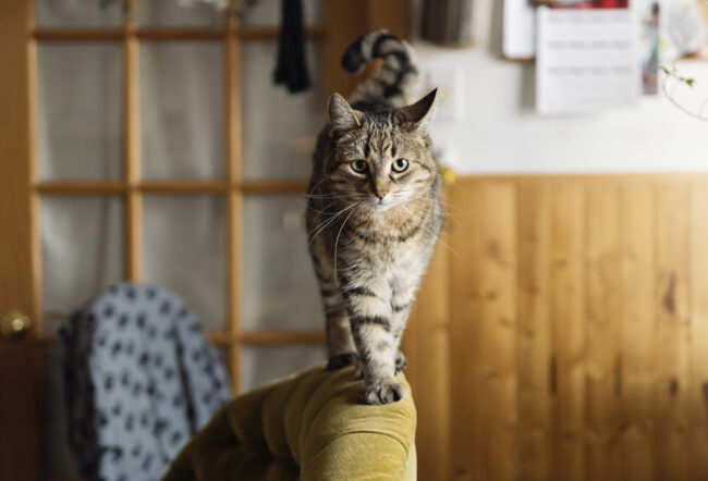 Cute tabby cat on the edge of a chair in kitchen.