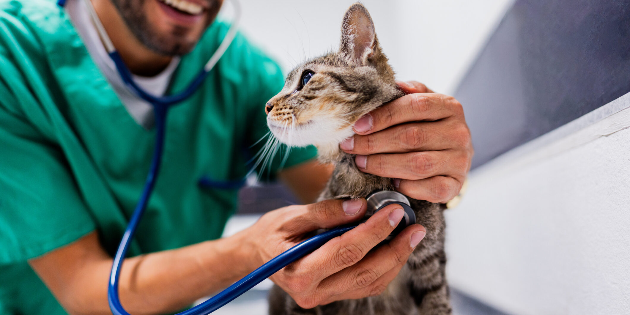 Veterinarian using a stethoscope on a cat at animal clinic