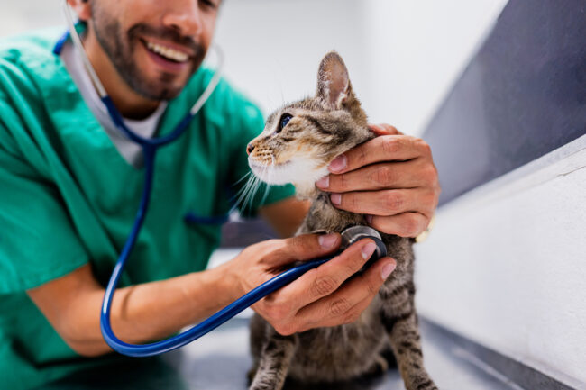 Veterinarian using a stethoscope on a cat at animal clinic
