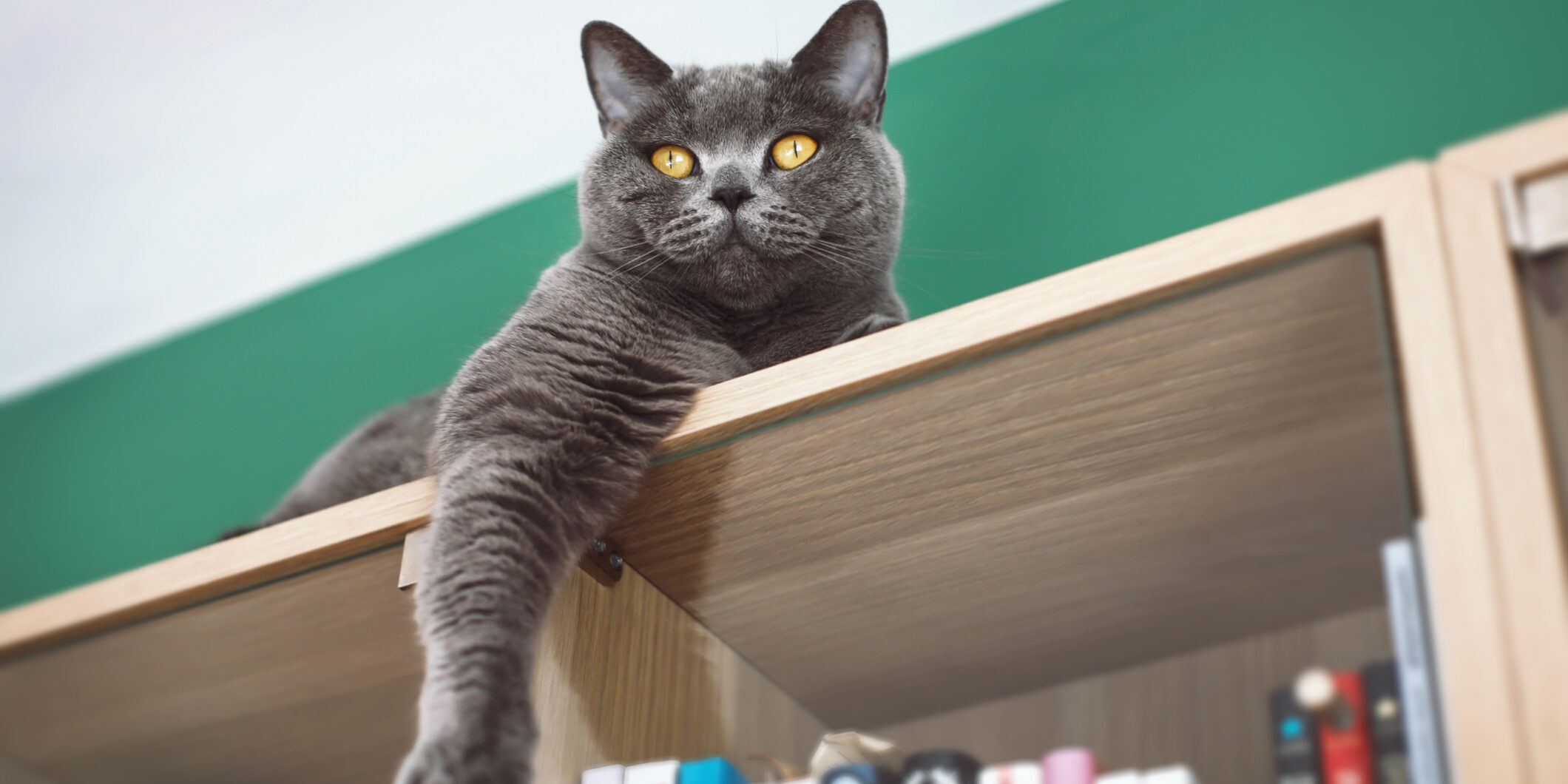 Portrait of a beautiful domestic cat