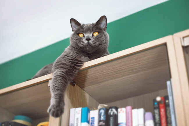 Portrait of a beautiful domestic cat
