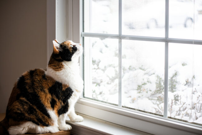 Female, cute calico cat on windowsill window sill looking up at birds staring through glass outside with winter snow