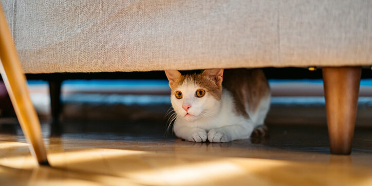 Domesticated Cat Hiding Under The Bed