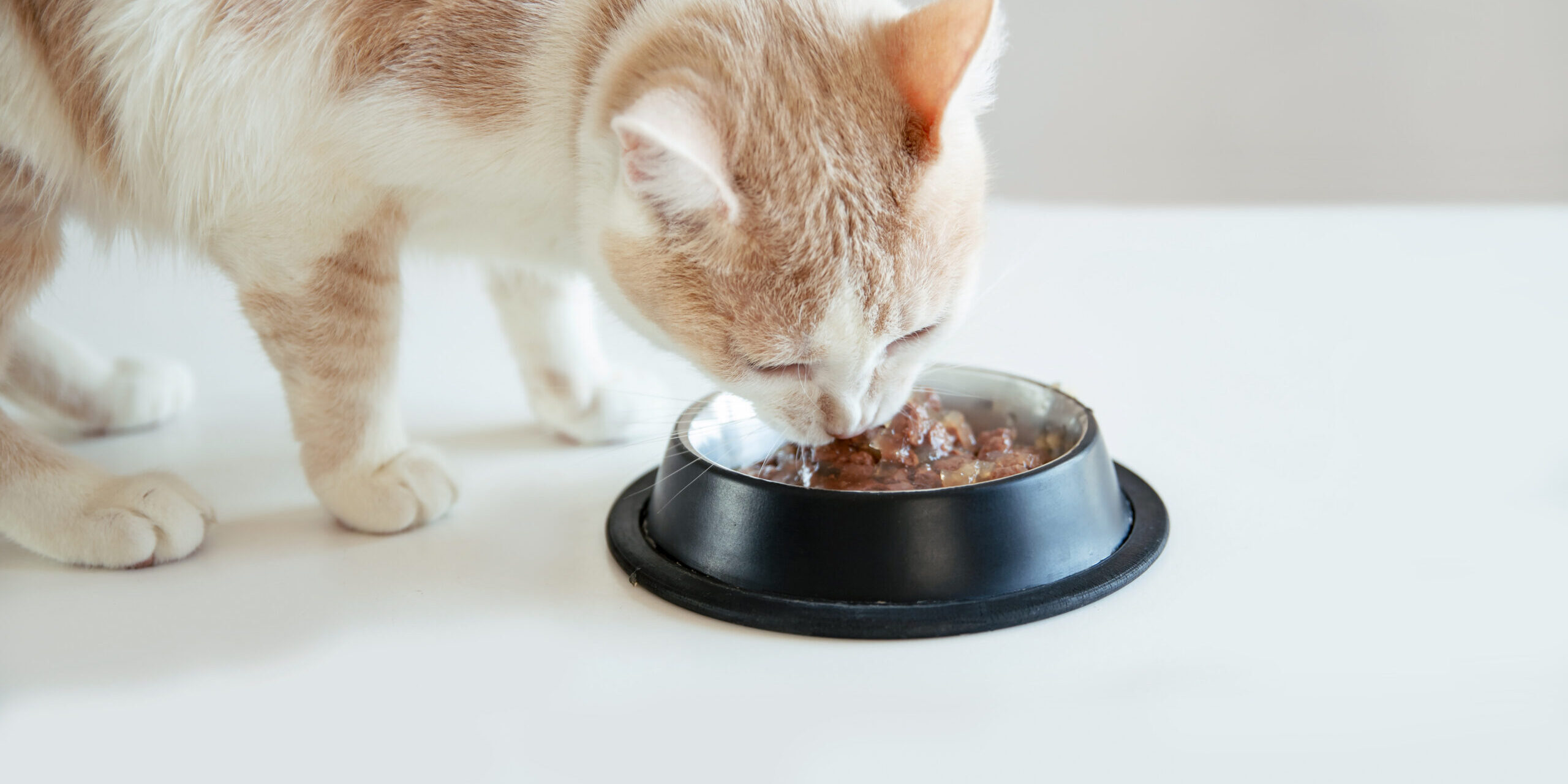 Cat consuming fresh wet food
