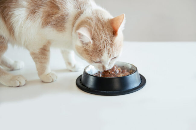 Cat consuming fresh wet food