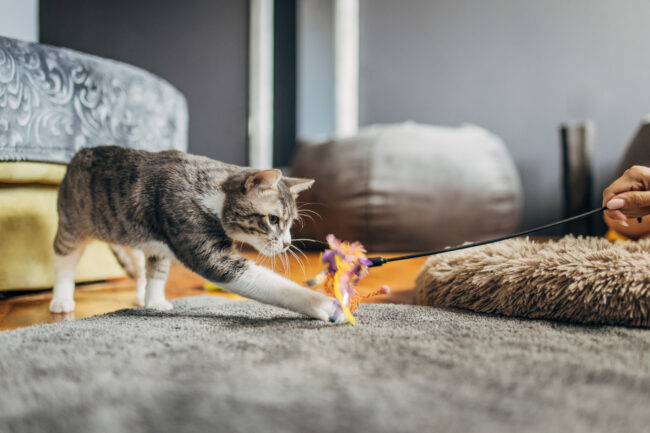 Domestic cat playing with female owner