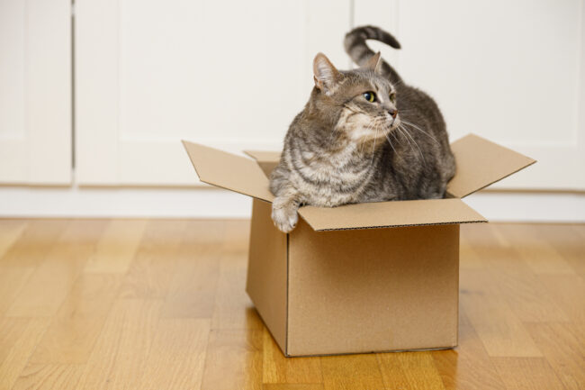 Tabby Cat Sitting Comfortably in a Small Cardboard Box